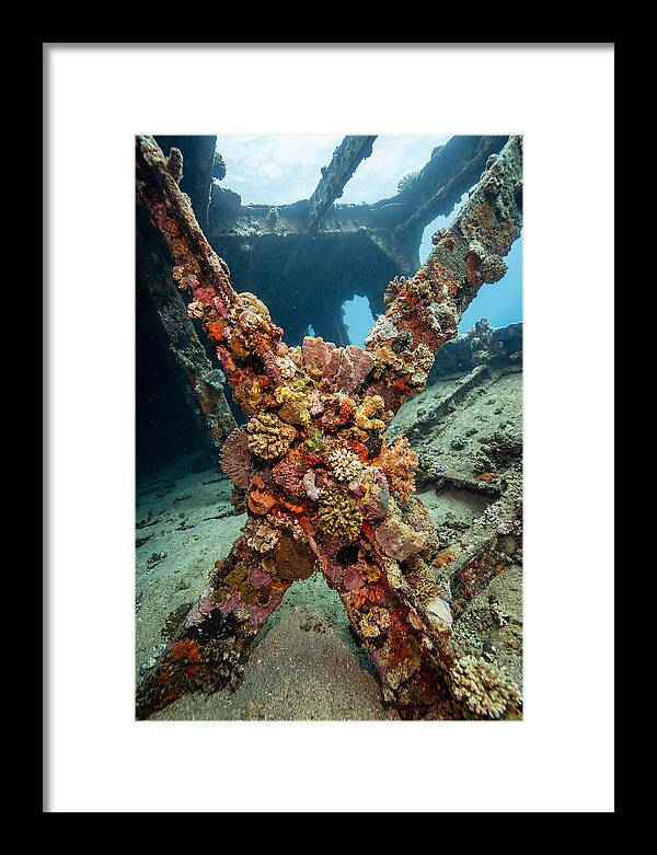 Coral Encrusted Shipwreck