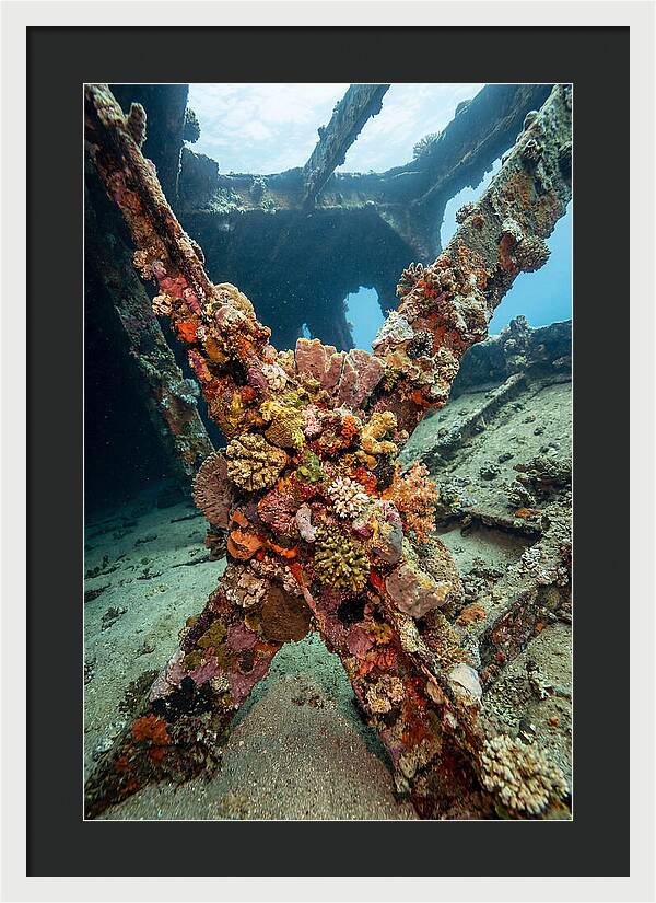 Coral Encrusted Shipwreck