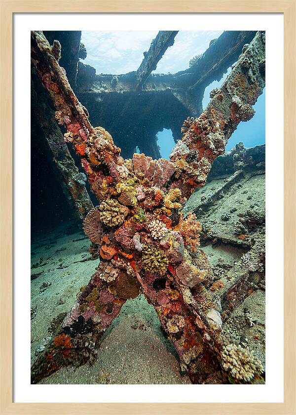 Coral Encrusted Shipwreck
