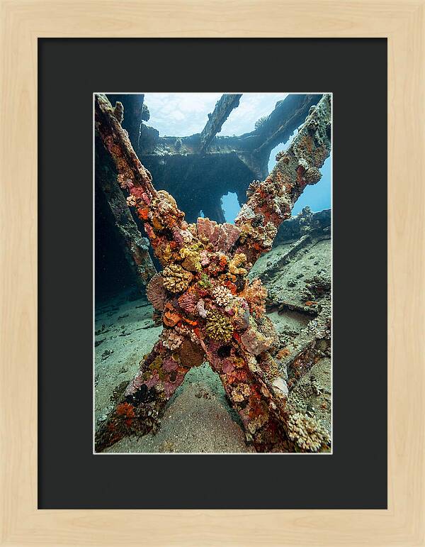 Coral Encrusted Shipwreck