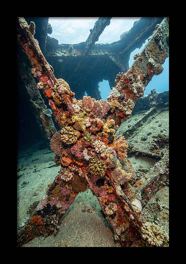 Coral Encrusted Shipwreck