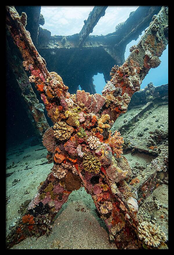 Coral Encrusted Shipwreck