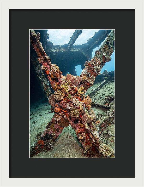 Coral Encrusted Shipwreck
