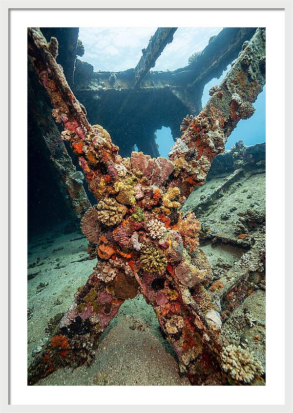 Coral Encrusted Shipwreck