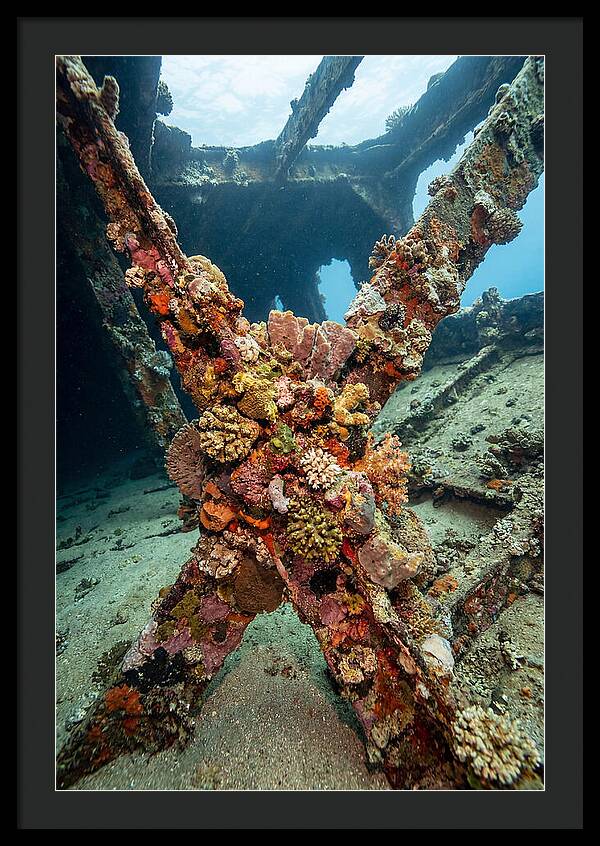 Coral Encrusted Shipwreck