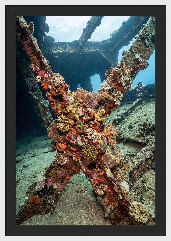 Coral Encrusted Shipwreck