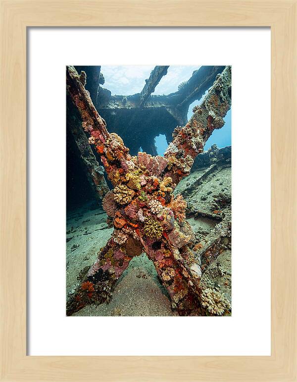Coral Encrusted Shipwreck