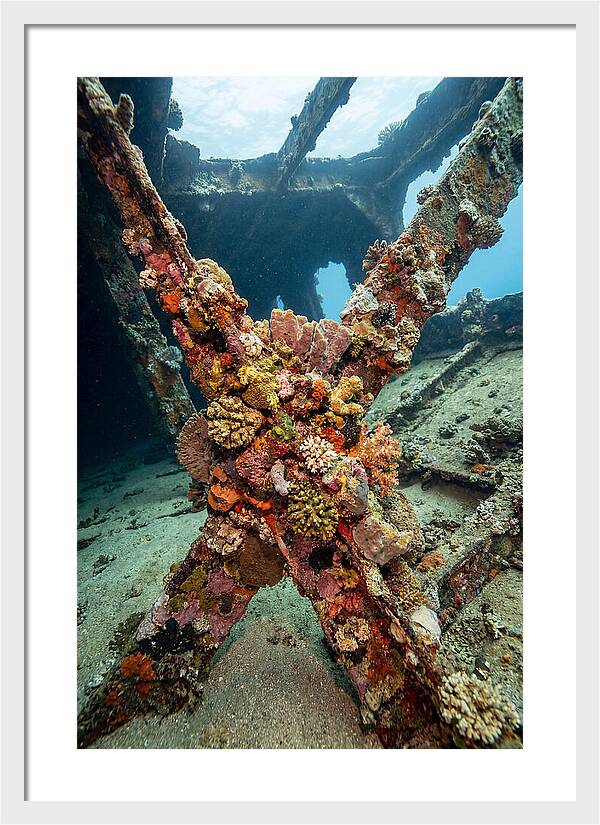 Coral Encrusted Shipwreck