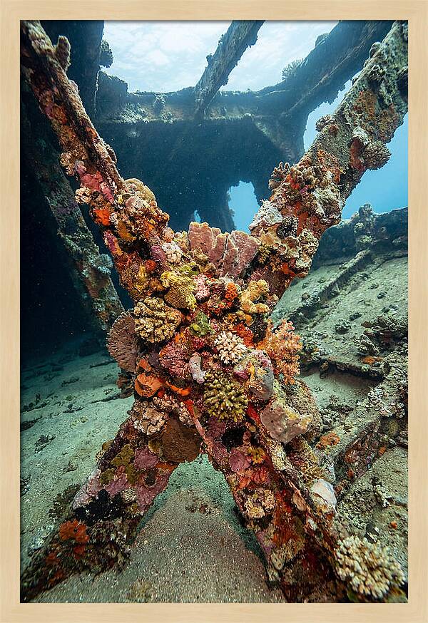 Coral Encrusted Shipwreck