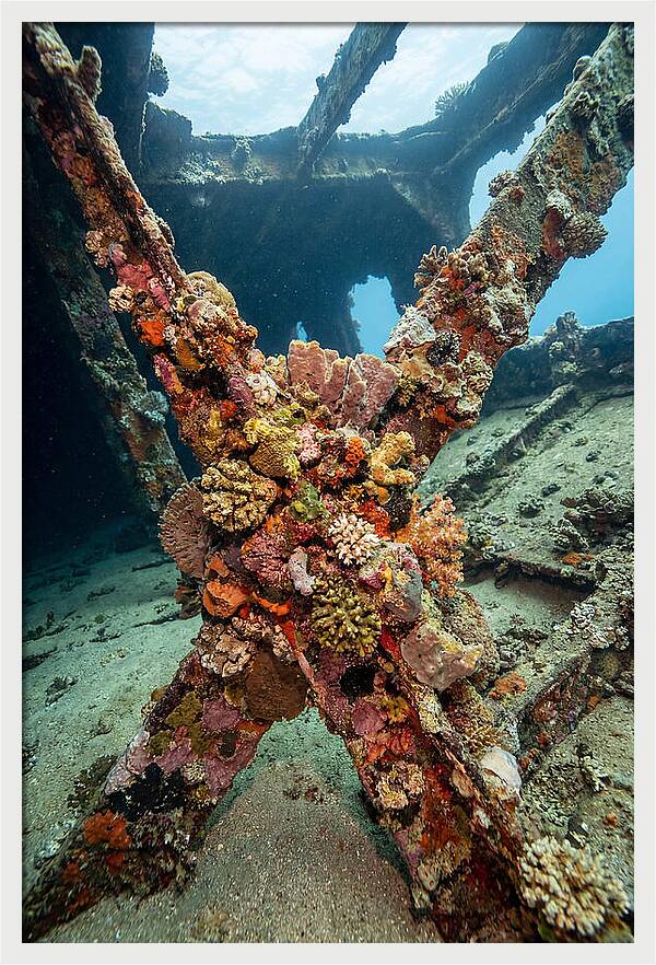 Coral Encrusted Shipwreck
