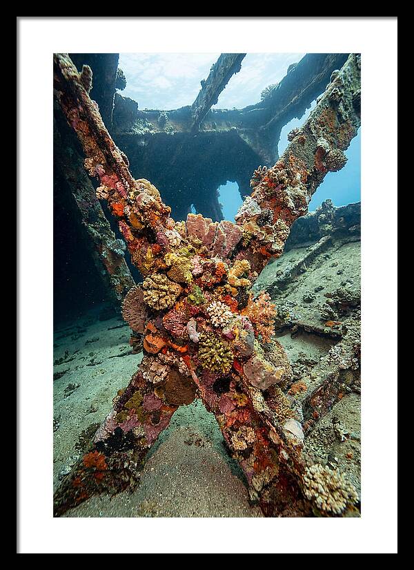 Coral Encrusted Shipwreck