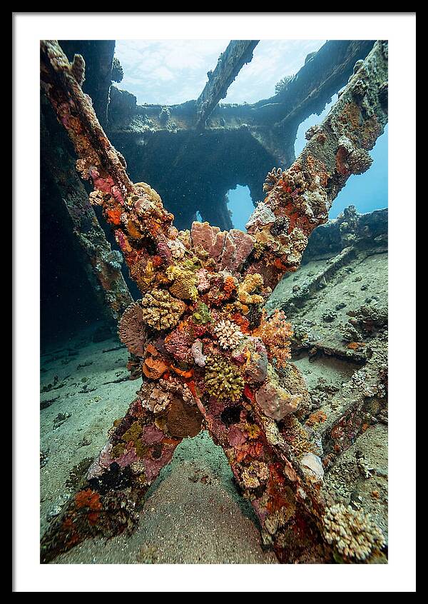 Coral Encrusted Shipwreck
