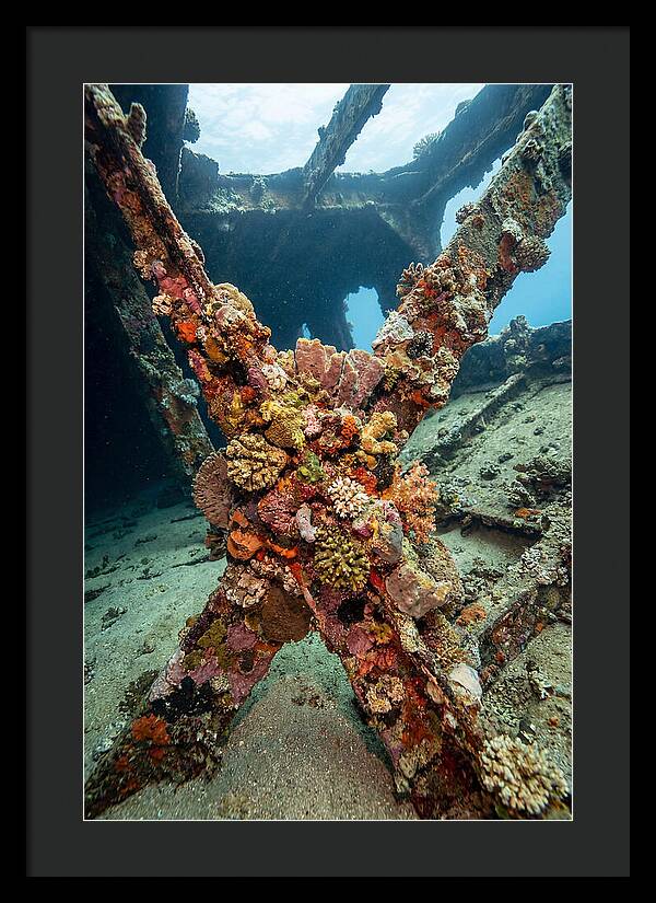 Coral Encrusted Shipwreck