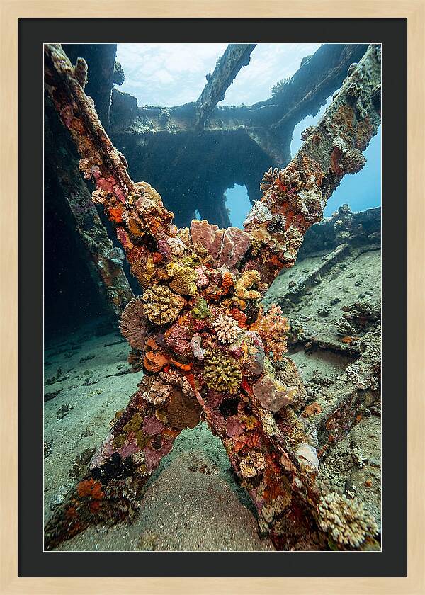 Coral Encrusted Shipwreck
