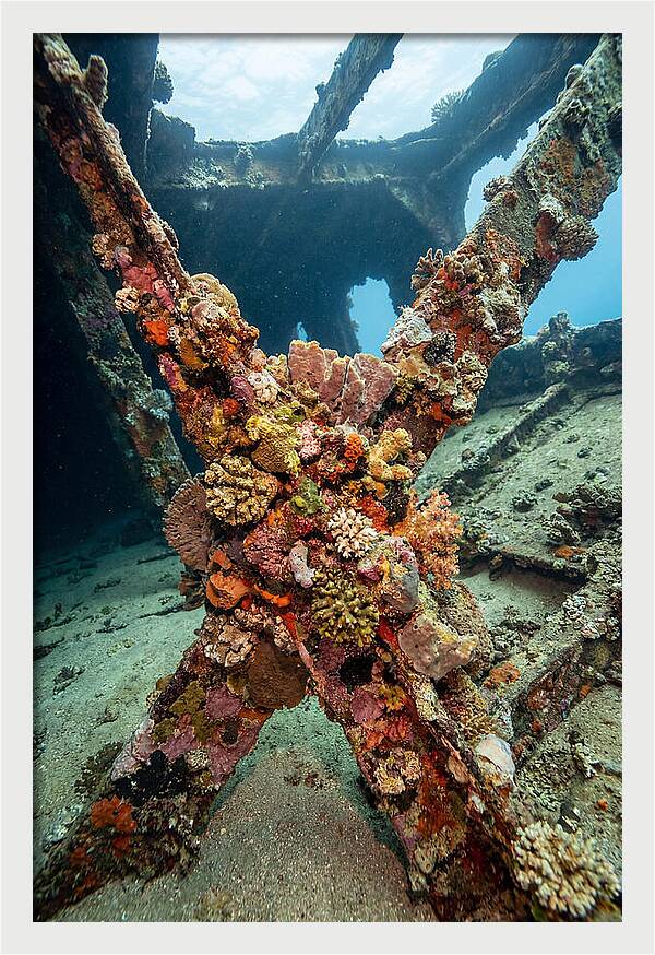 Coral Encrusted Shipwreck