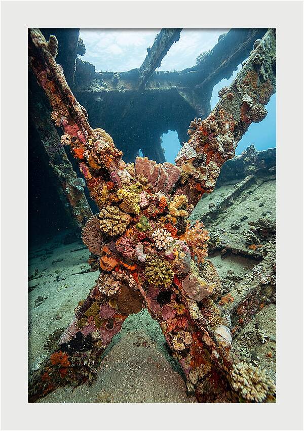 Coral Encrusted Shipwreck