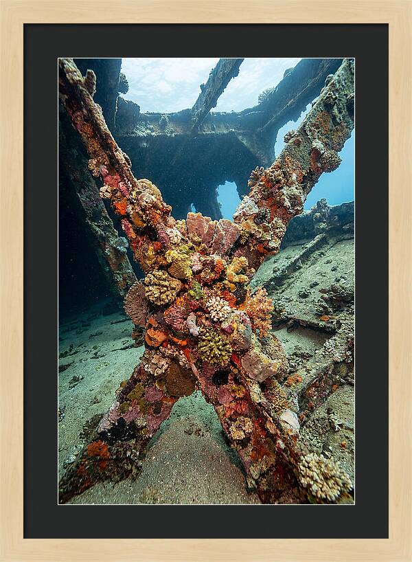 Coral Encrusted Shipwreck