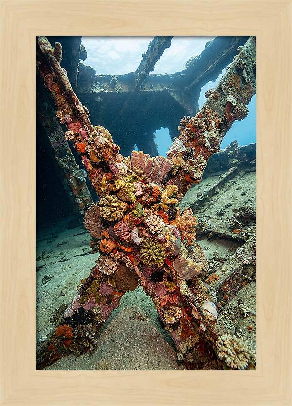 Coral Encrusted Shipwreck