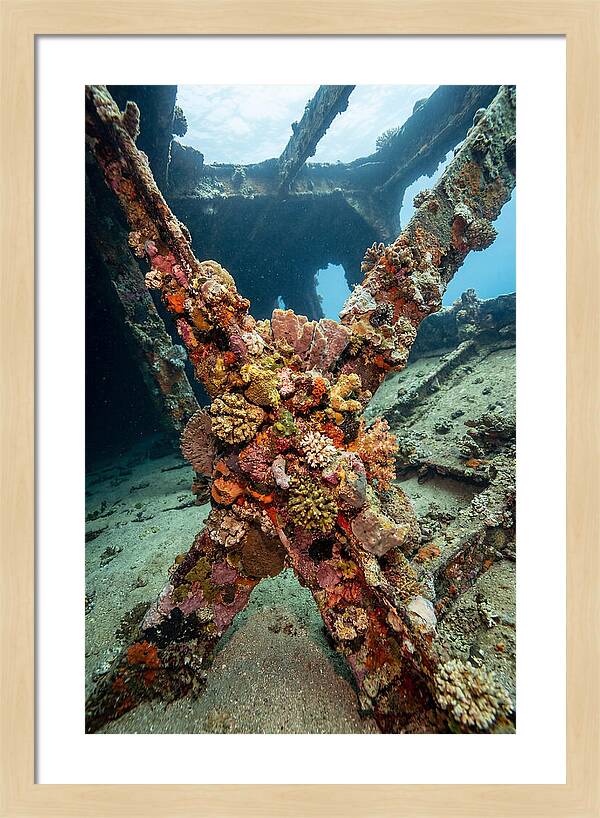 Coral Encrusted Shipwreck
