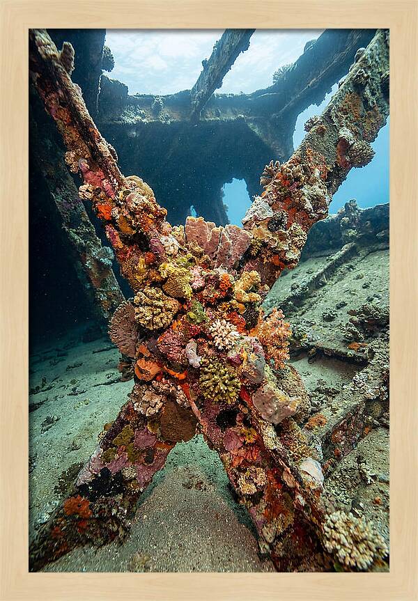 Coral Encrusted Shipwreck