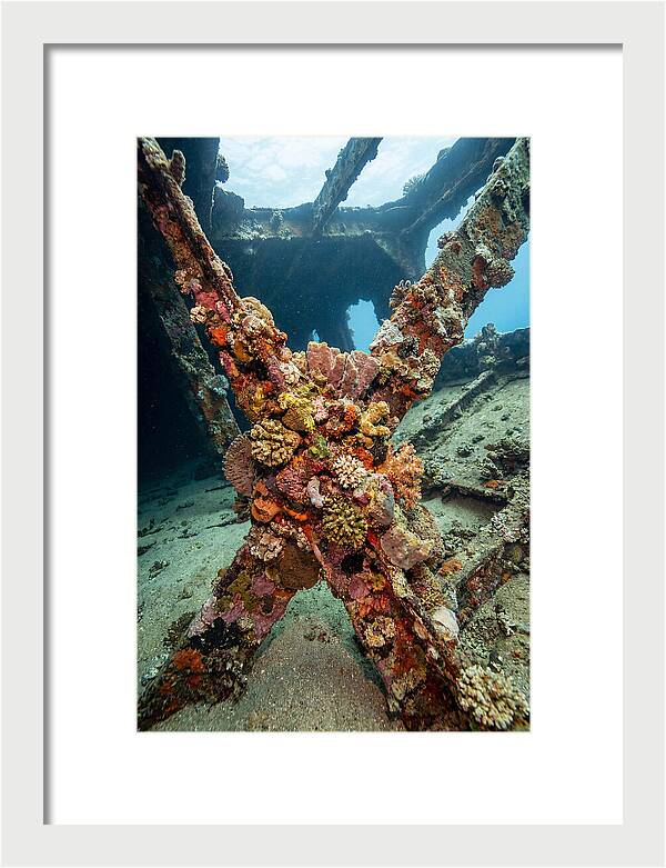 Coral Encrusted Shipwreck