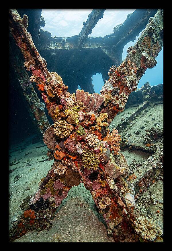 Coral Encrusted Shipwreck