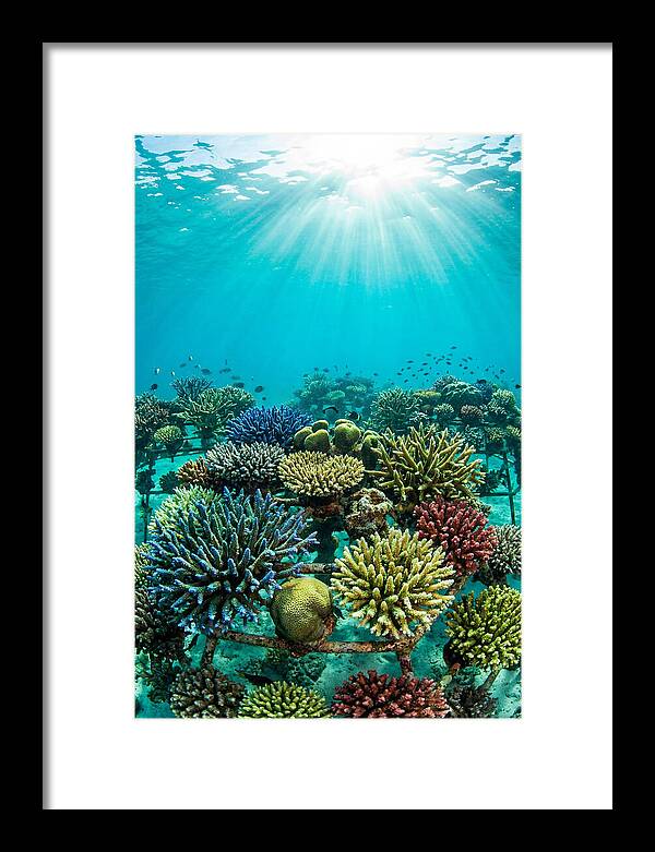 Coral Nursery Underwater Serenity