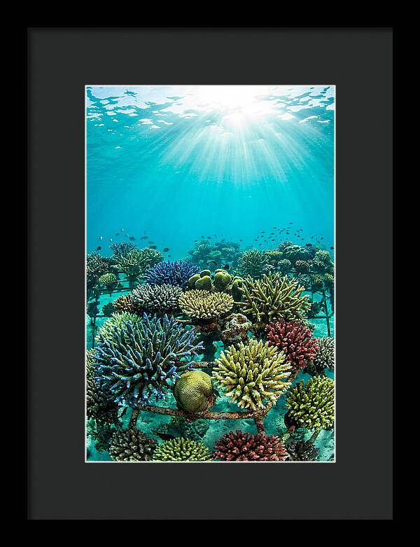 Coral Nursery Underwater Serenity