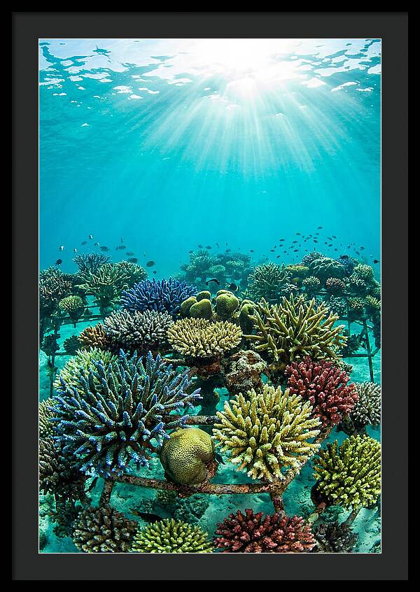 Coral Nursery Underwater Serenity