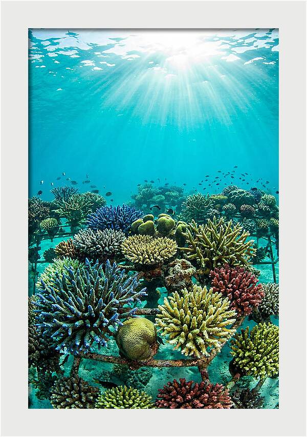Coral Nursery Underwater Serenity