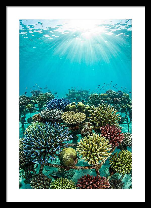 Coral Nursery Underwater Serenity