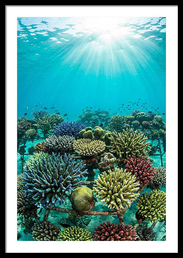 Coral Nursery Underwater Serenity