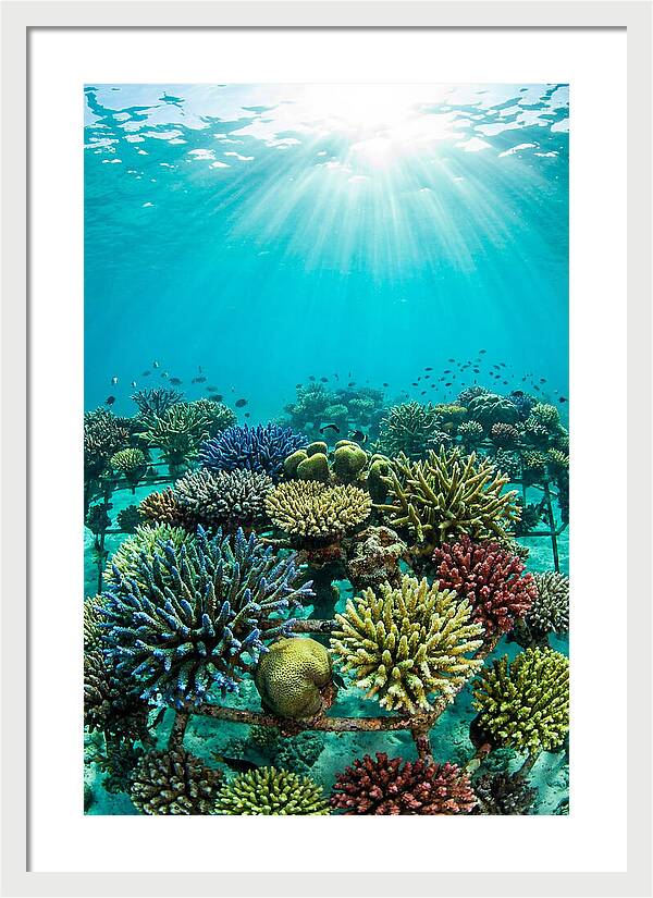 Coral Nursery Underwater Serenity