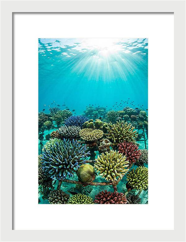 Coral Nursery Underwater Serenity