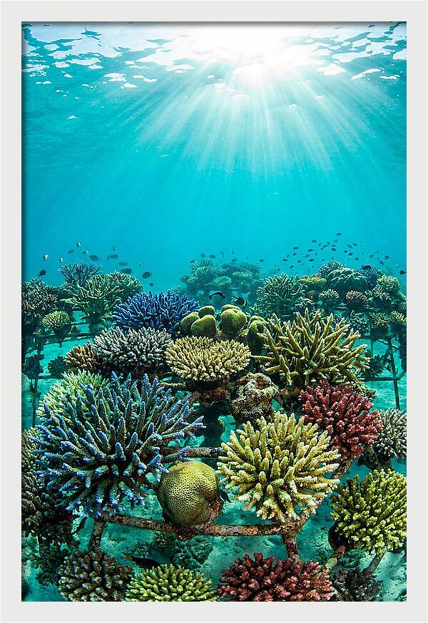 Coral Nursery Underwater Serenity