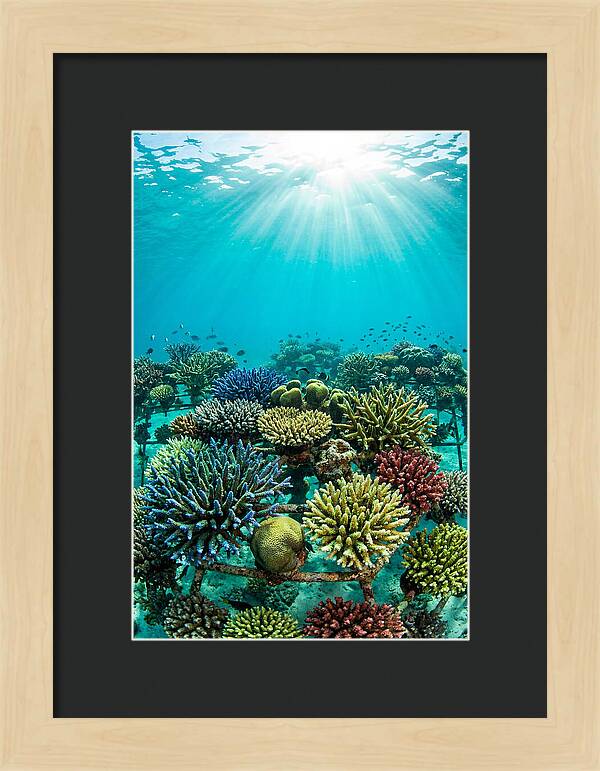 Coral Nursery Underwater Serenity