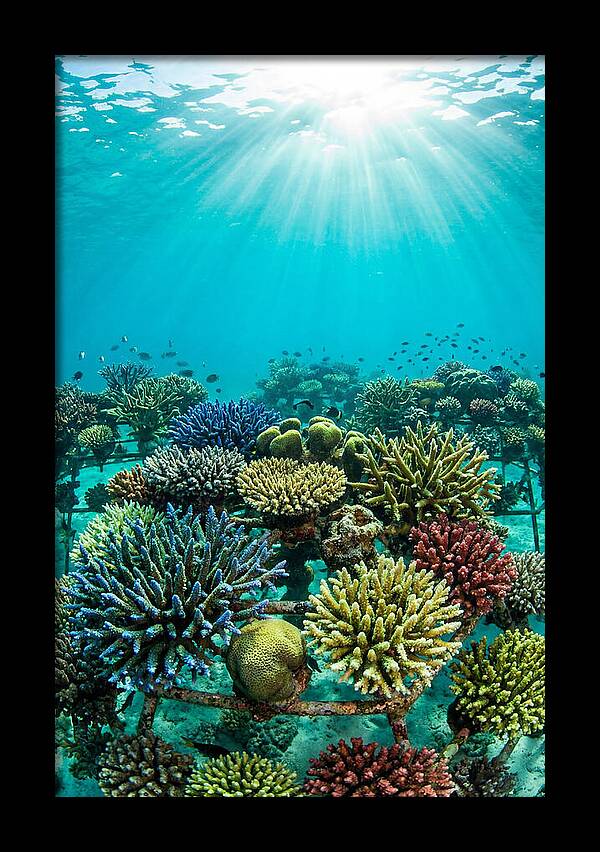 Coral Nursery Underwater Serenity
