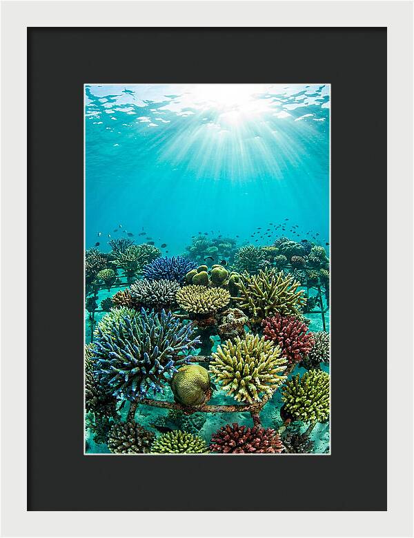 Coral Nursery Underwater Serenity