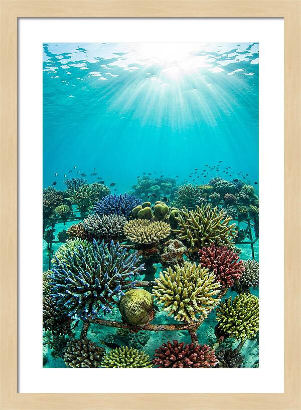 Coral Nursery Underwater Serenity