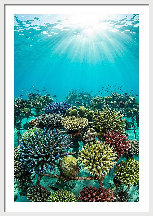 Coral Nursery Underwater Serenity
