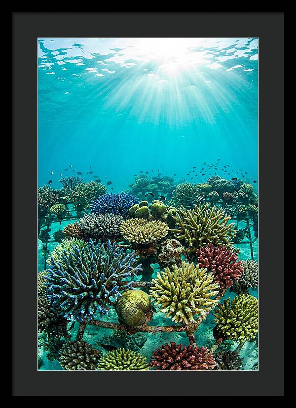 Coral Nursery Underwater Serenity