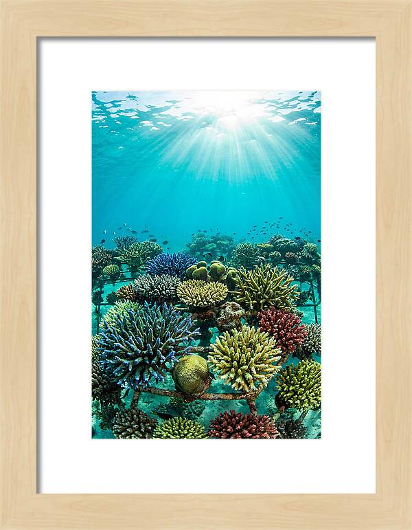 Coral Nursery Underwater Serenity
