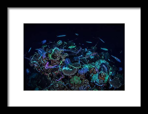 Coral Reef Night Magic