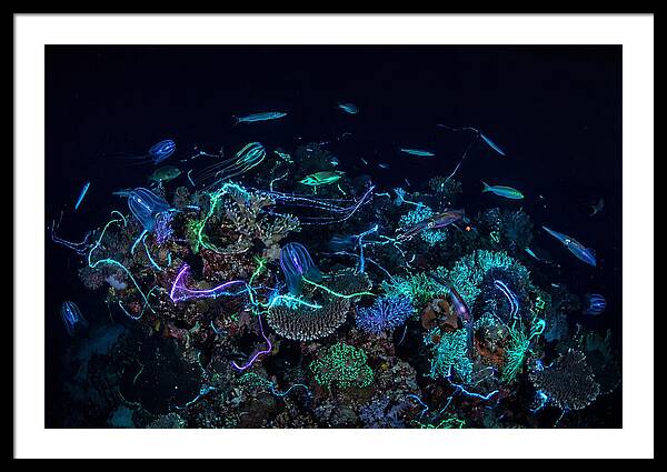 Coral Reef Night Magic