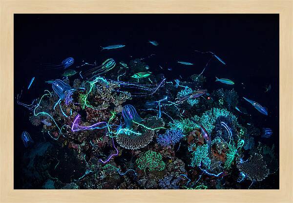 Coral Reef Night Magic