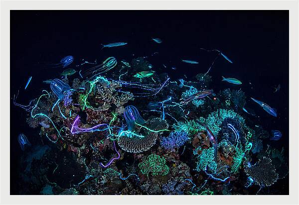 Coral Reef Night Magic