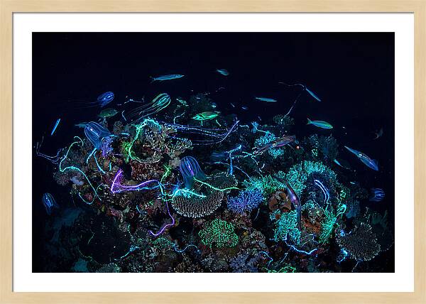 Coral Reef Night Magic