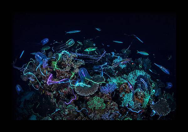 Coral Reef Night Magic