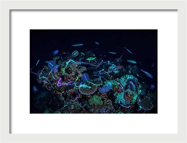 Coral Reef Night Magic