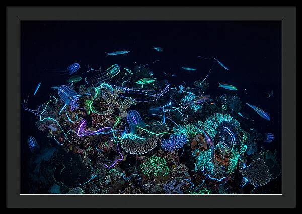 Coral Reef Night Magic